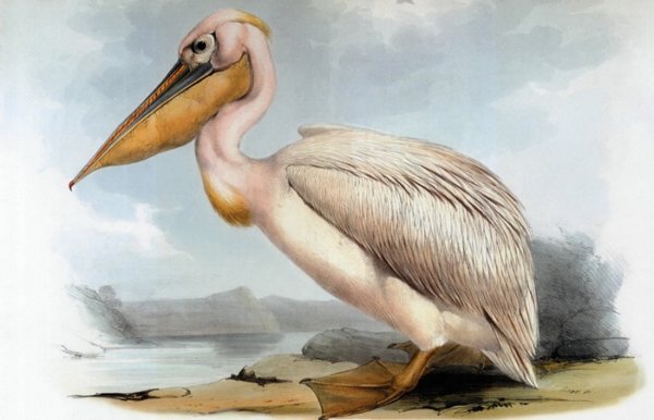 Птица Пеликан детям