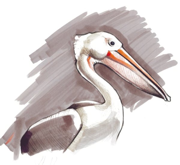 Пеликан Наброски
