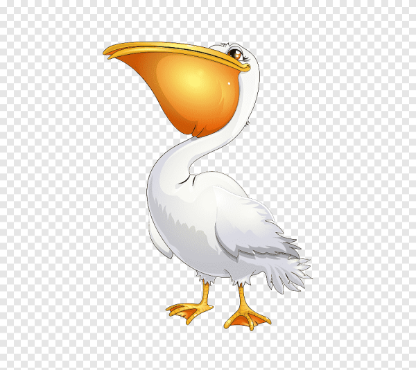 Пеликан на прозрачном фоне