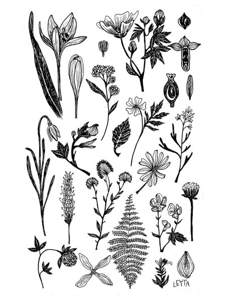 Гербарий рисунок