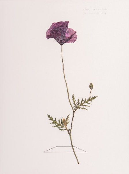 Гербариум полевой