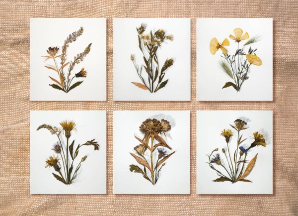 Розмарин гербарий