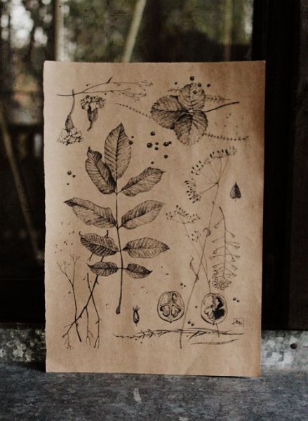 Блокнот для гербария