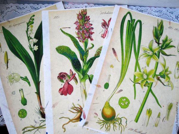 Гербарий на бумаге