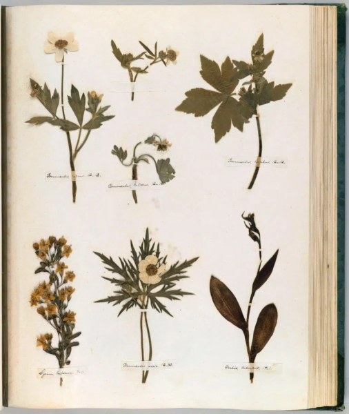 Гербарий Эмили Дикинсон