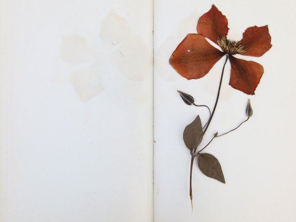 Засушенные цветы