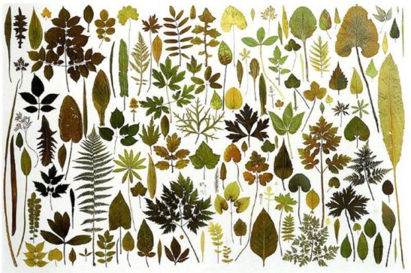 Hyperici herba гербарий листья