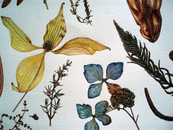 Летний гербарий