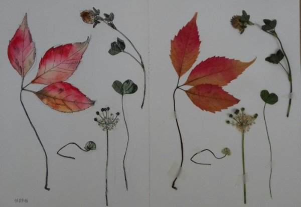 Гербарий листики