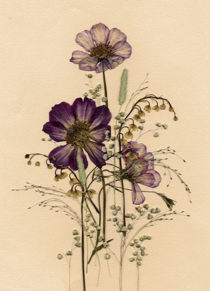 Гербарий сухих полевых растений