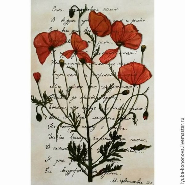 Мак Альпийский гербарий