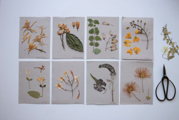 Гербарий 5 класс биология