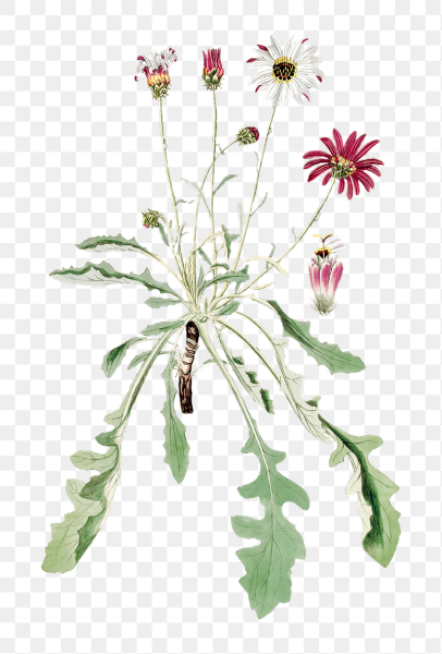 Ботанический гербарий растений