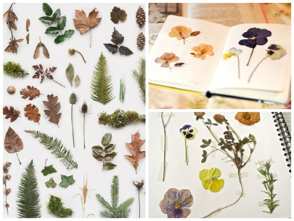 Гербарий Поляковой