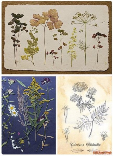 Гербарий рисунок