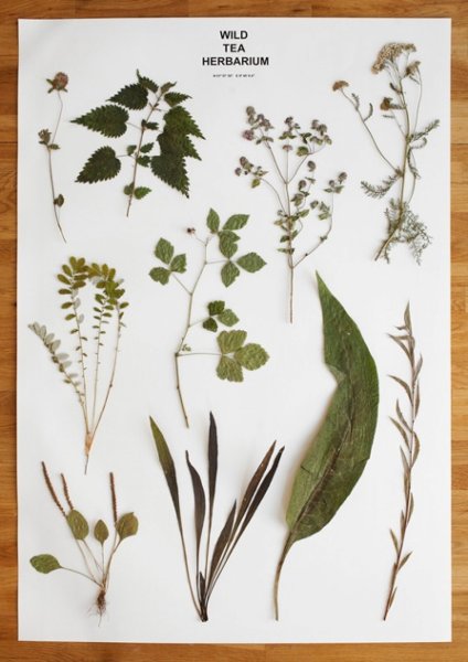 Ботанический пресс гербарий