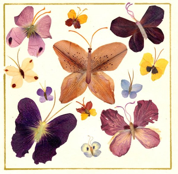 Гербарий коллекция засушенных растений