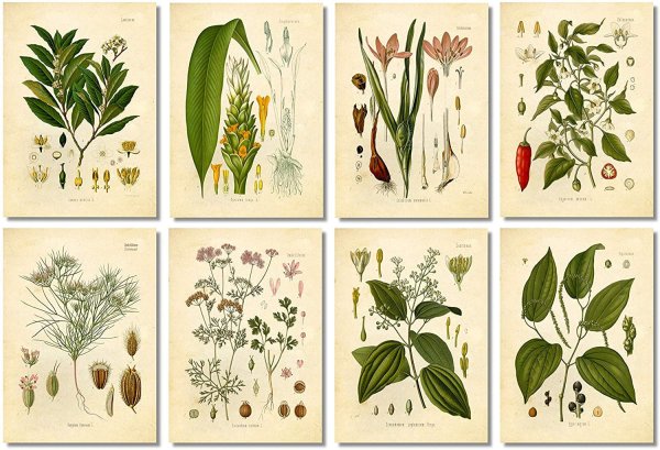 Растения ботаника