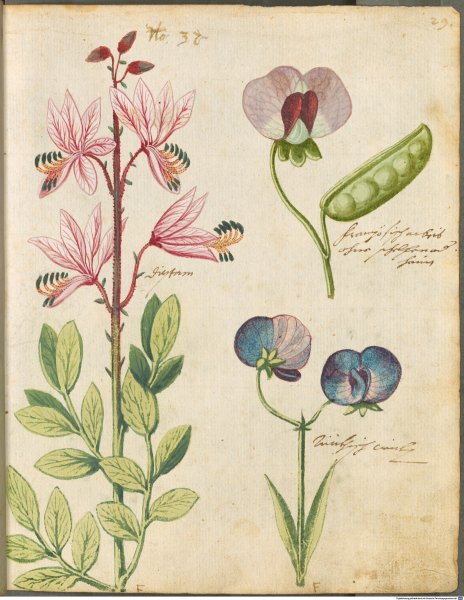 Hortulus monheimensis