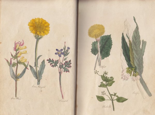 Короленко Ботанический атлас