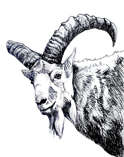 Коза рисунок