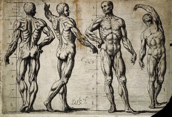 Анатомия человека художественная