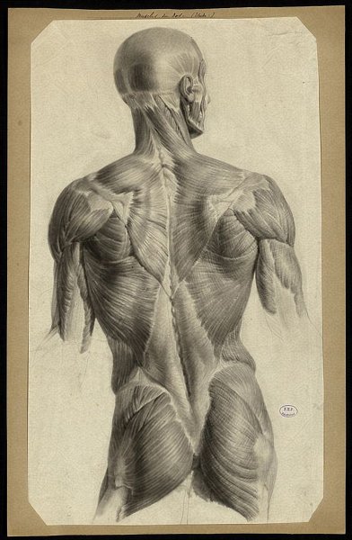 Баммес мышцы тела