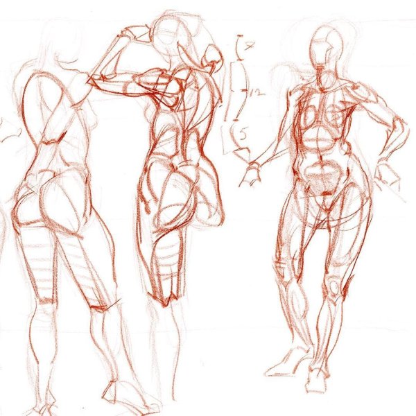 Анатомия человека референс анатомия