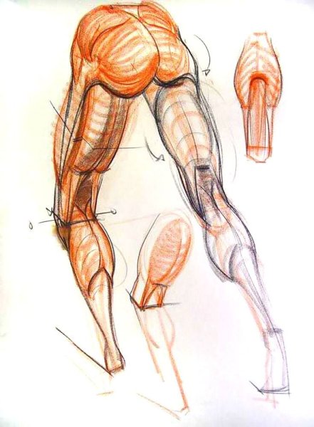 Рыжкин анатомия конечностей