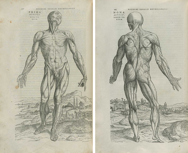 Везалий атлас анатомии