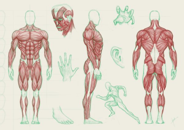 Анатомия тела