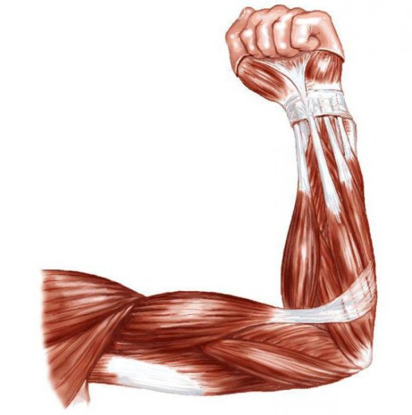 Мускулатура руки человека
