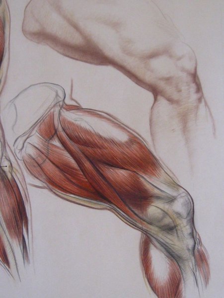 Мышцы ног для художников