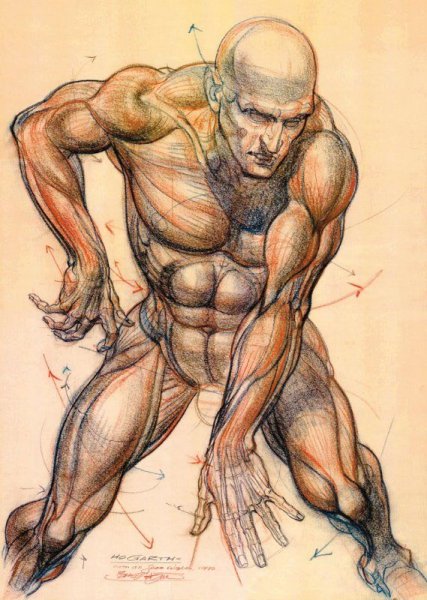 Динамическая анатомия Берн Хогарт