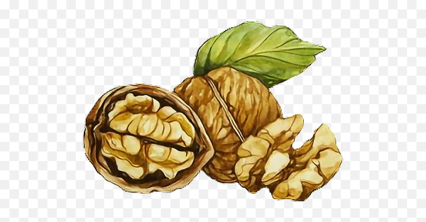 Грецкий орех акварель