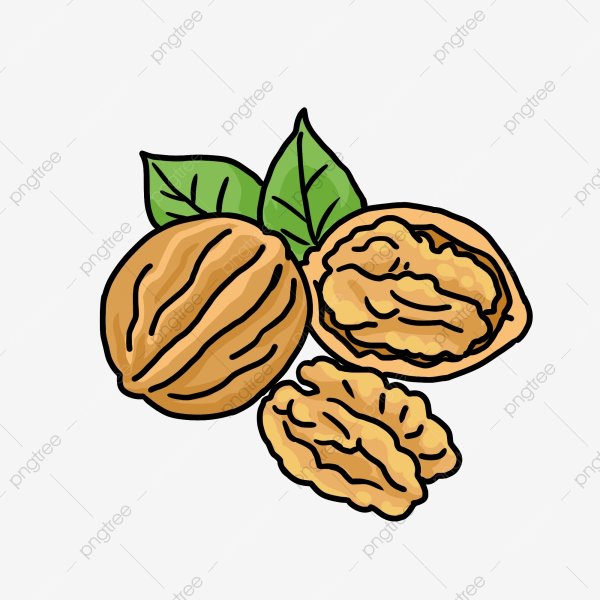 Зарисовка грецкого ореха