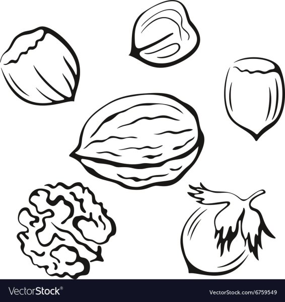 Орех рисунок