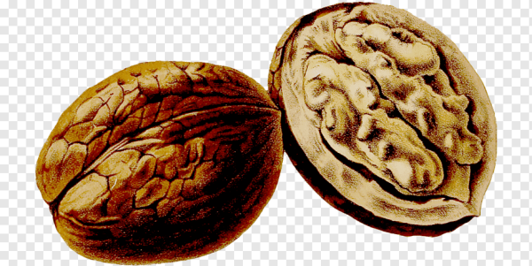 Орехи для дошкольников