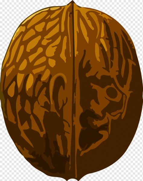 Орех раскраска