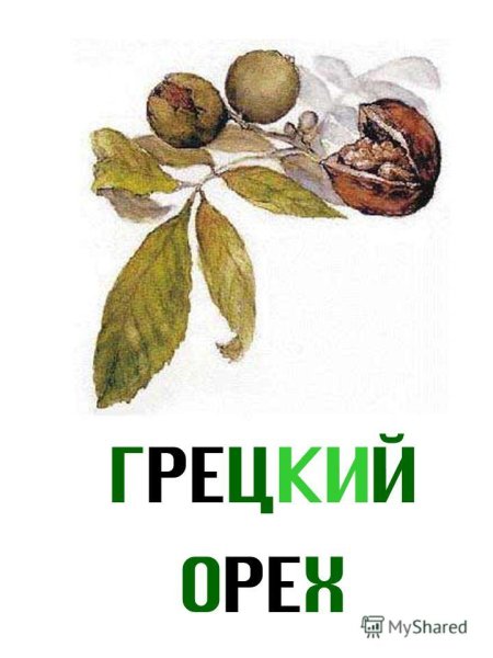 Орехи вектор