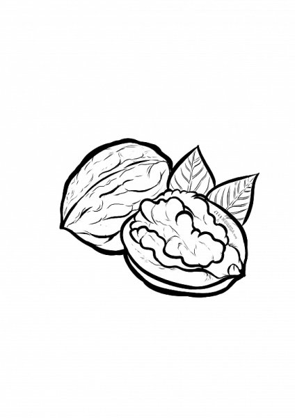 Грецкий орех карандашом