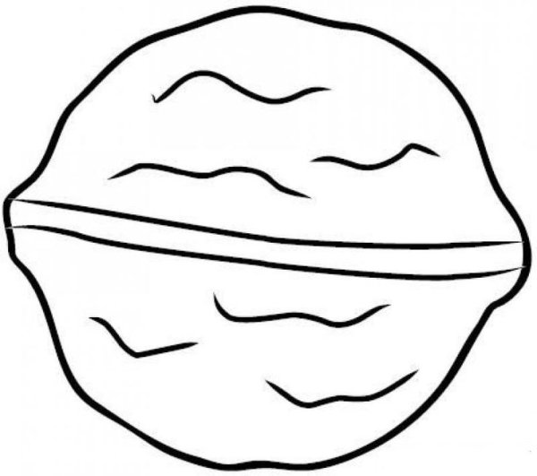 Орешки грецкие в векторе