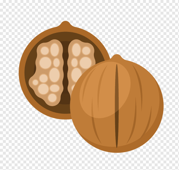 Орехи набросок карандашом