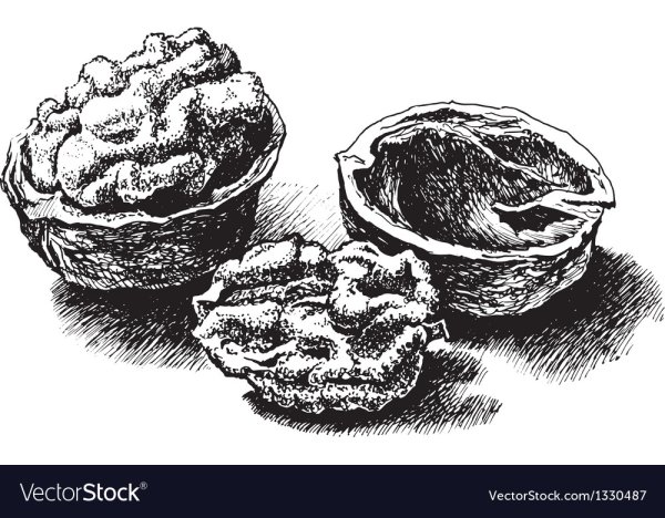 Грецкий орех акварель