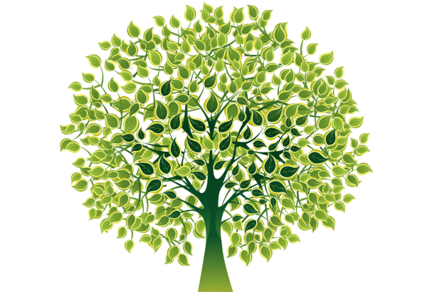 Родословное дерево Шежере