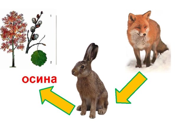Цепь питания осина заяц волк
