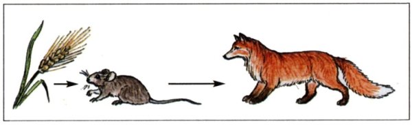 Цепочка питания мышь полевка -лиса