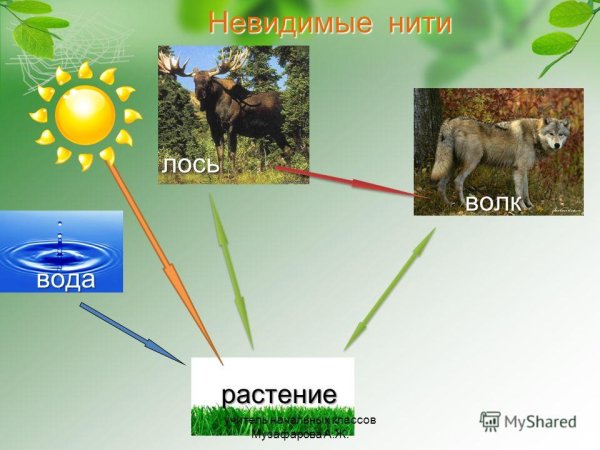 Невидимые нити в лесу