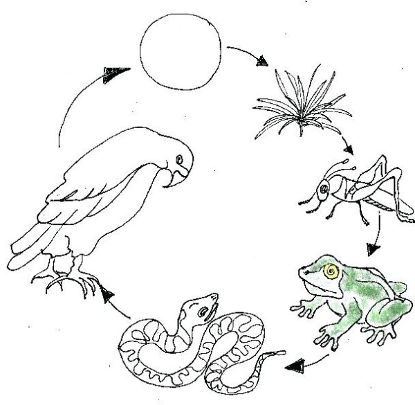 Пищевая цепочка рисунок