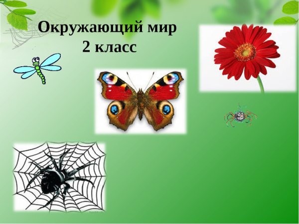 Невидимые связи в природе окружающий мир